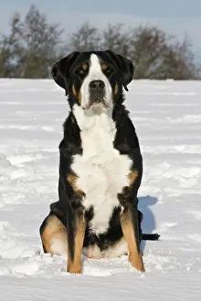 Grosser: Greater Swiss Mountain Dog sitting in snow Grosser