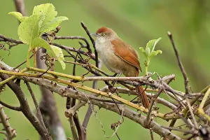 Animais: Greater Thornbird