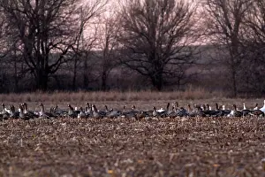 Stubble: Greater White-fronted Geese