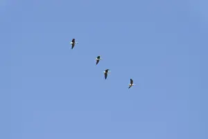 Bellies: Greater white-fronted geese in flight