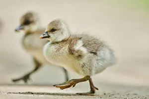 Albifrons: Greater white-fronted goose (Anser albifrons) chicks