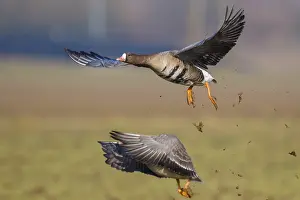 February: Greater White-fronted Goose (Anser albifrons) flying