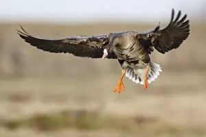 Lands: Greater White-fronted Goose (Anser albifrons) landing