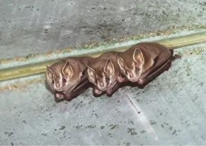 Bats: Greater White-lined Bat - x three roosting