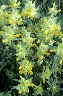 Rhinanthus: Greater Yellow Rattle