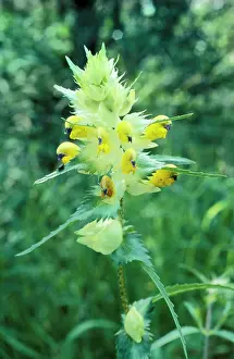 Rattles: Greater Yellow Rattle