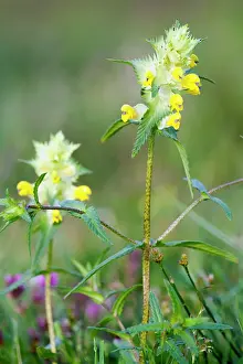 Helder: Greater yellow rattle