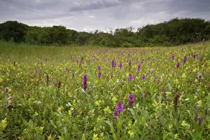 Dactylorhiza: Greater yellow rattle