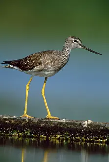 Yellowlegs: Greater Yellowlegs