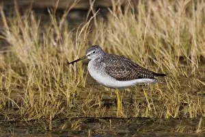 Yellowlegs: Greater Yellowlegs