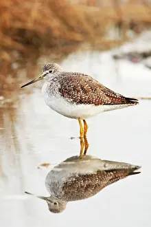 Yellowlegs: Greater Yellowlegs