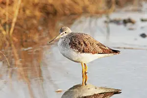 Yellowlegs: Greater Yellowlegs