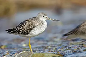 Yellowlegs: Greater Yellowlegs
