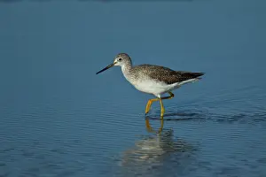 Tringa: Greater Yellowlegs