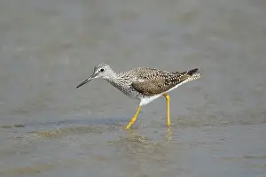Shallows: Greater Yellowlegs - feeding in shallows
