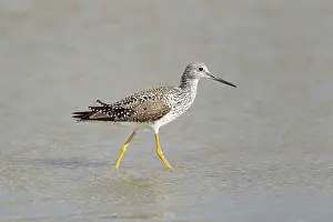 Shallows: Greater Yellowlegs - feeding in shallows