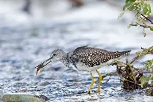 Yellowlegs: Greater Yellowlegs - with fish in beak