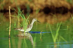 Stopover: Greater Yellowlegs / Sandpiper - using small, shallow