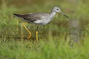 Tringa: Greater Yellowlegs, Tringa melanoleuca, Maryland