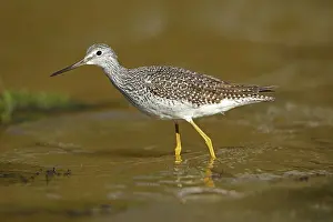 Tringa: Greater Yellowlegs, Tringa melanoleuca, Maryland
