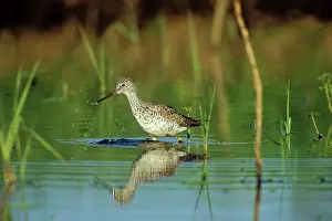 Stopover: Greater Yellowlegs - using small, shallow pond