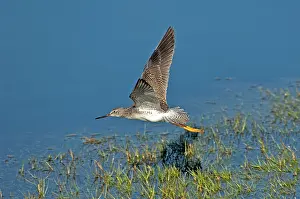 Yellowlegs: Greater Yellowlegs over water