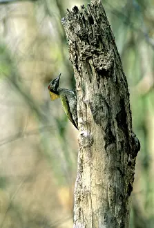 Picus: Greater Yellownape (Picus flavinucha)