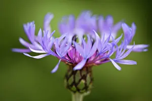 Scabiosa: GreaterKnapweed