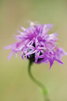 Scabiosa: GreaterKnapweed