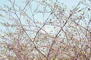 Crambe: GreaterSeaKale