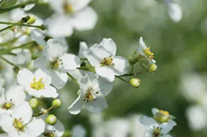 Crambe: GreaterSeaKale