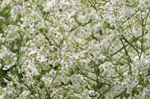 Crambe: GreaterSeaKale