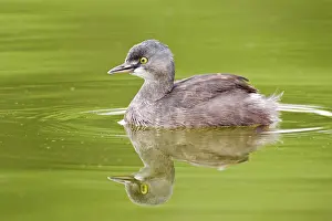 Tachybaptus: Least Grebe