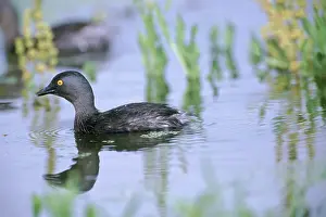 Tachybaptus: Least Grebe