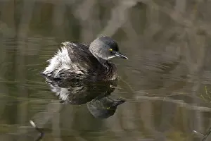 Podicipedidae: Least Grebe