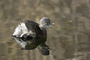 Podicipedidae: Least Grebe