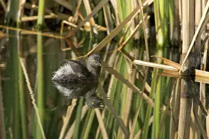 Podicipedidae: Least Grebe