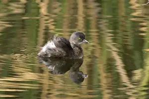 Podicipedidae: Least Grebe