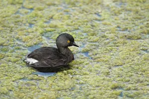 Dominicus: Least Grebe - hunting for food amongst weeds