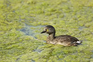 Dominicus: Least Grebe - hunting for food amongst weeds