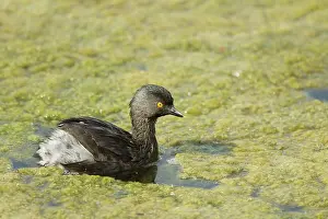Dominicus: Least Grebe - hunting for food amongst weeds