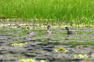 Sandoval: Least Grebe - on Lake Sandoval