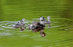 Tachybaptus: Least Grebe and Young