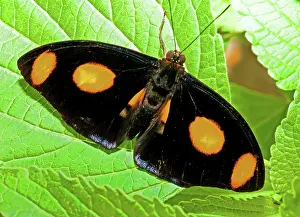 Banner: Grecian Shoemaker Butterfly