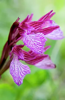 Fragile: Greece, Crete. Butterfly orchid in bloom