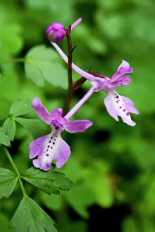 Fragile: Greece, Crete. Four-spotted orchid in bloom