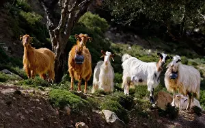 Smith: Greece, Crete. Goats (two with bells around