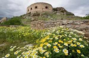 Smith: Greece, Crete. Island of Spinalonga. Wildflowers