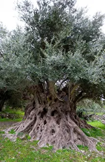 Workers: Greece, Crete. Monumental Olive Tree of