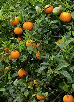 Grove: Greece, Crete. Oranges in tree. Grove near